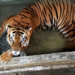 Four year-old Royal Bengal Tiger „Pratap