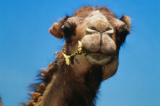 камила