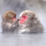 watch-snow-monkey-wallpaper