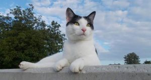 котка