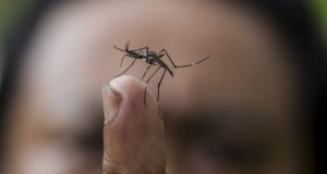 Лятото вече е тук, а с него задължително се появяват и комарите. Въпреки че повечето хора ги смятат за безобидни, само едно ухапване