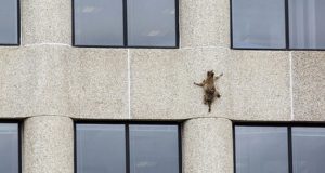Raccoon-scales-