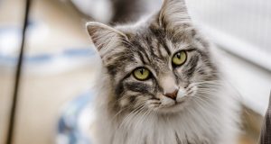 котарак