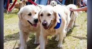 Retrievers
