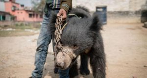 dancing-bear_nepal
