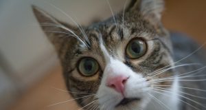 котки