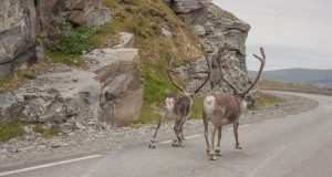 deer-in-norway