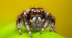паяци