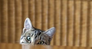 котенца