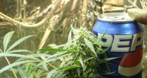 pepsi-can-bud