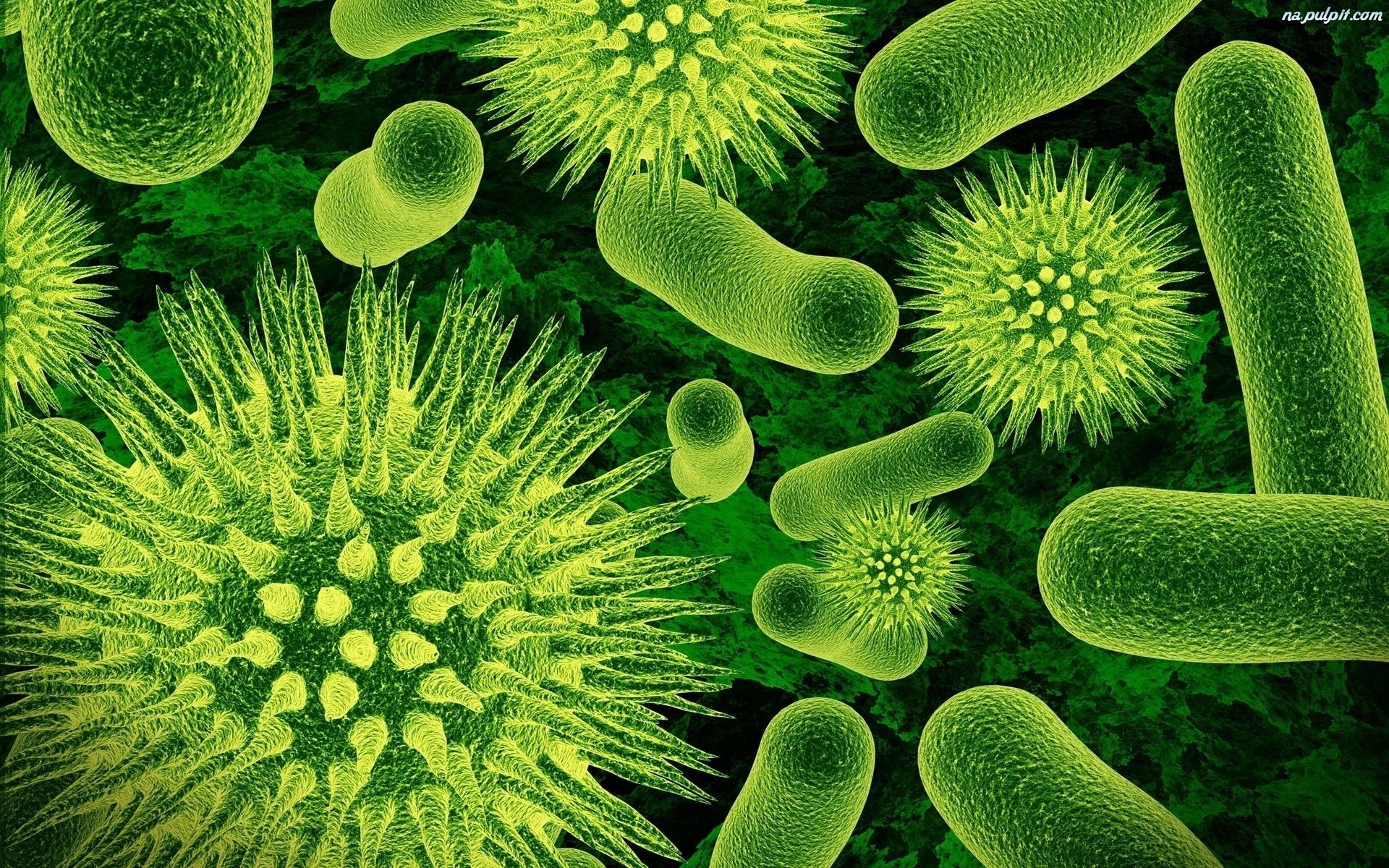 бактерии