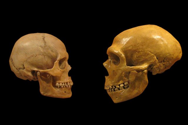 череп, неандерталец