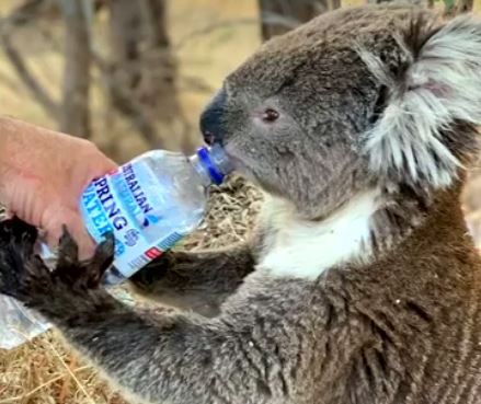 коала, горещини