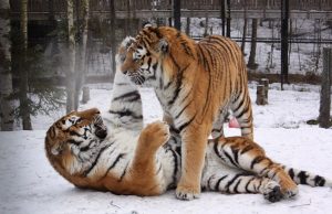Сибирски тигри