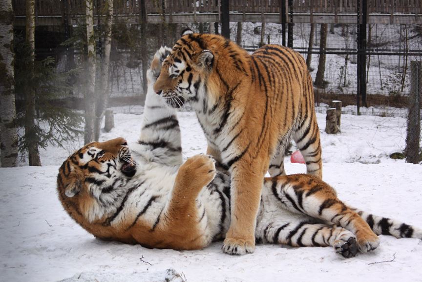 Сибирски тигри