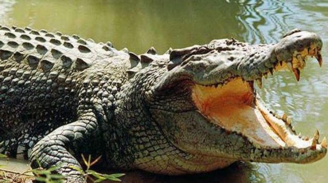 крокодил, Австралия