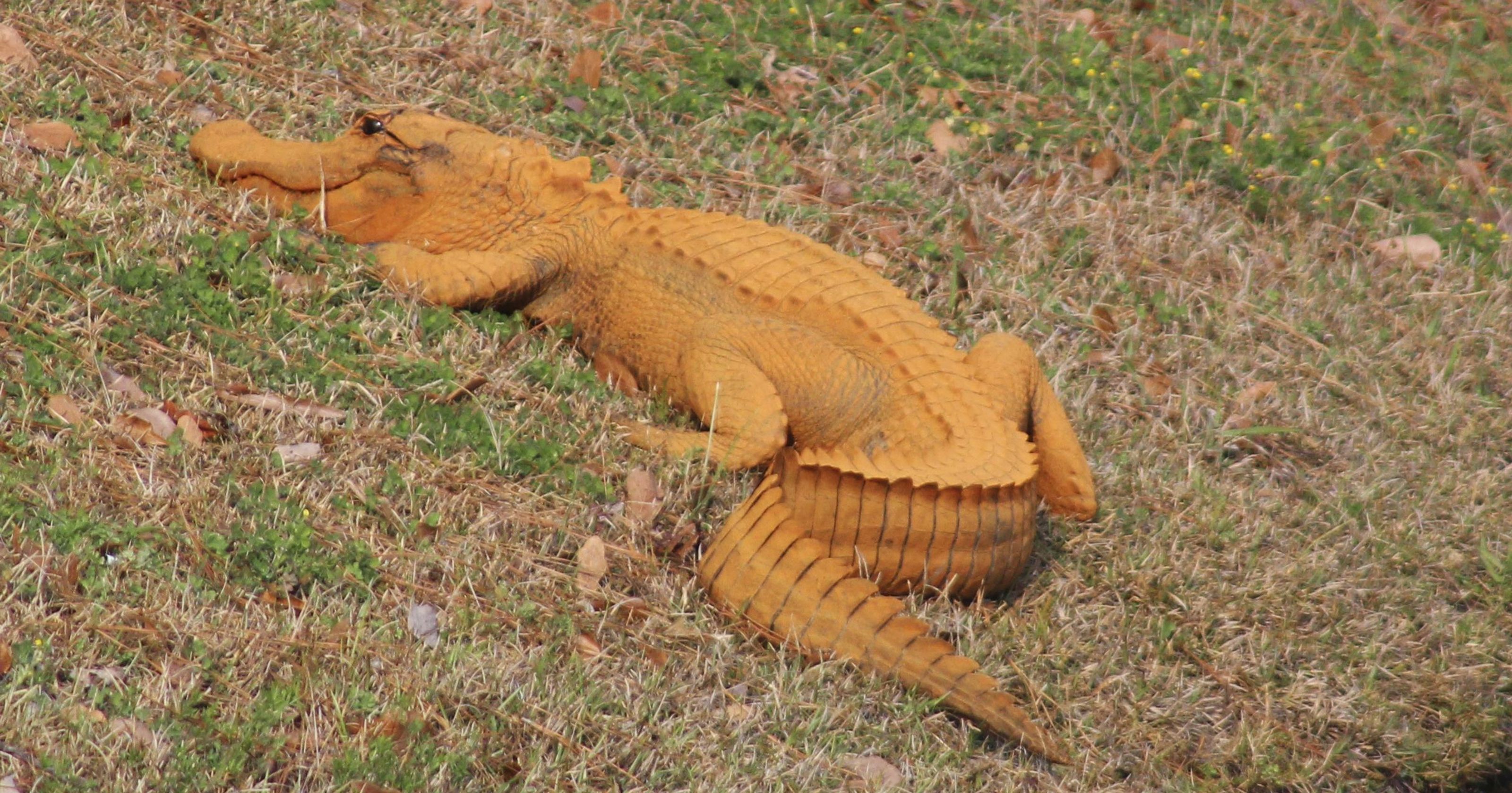 оранжеви алигатори