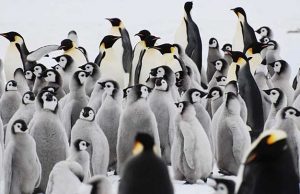Императорски пингвини