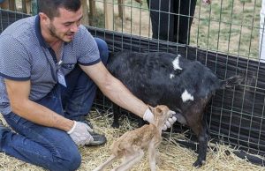 Еленче суче от коза в истанбулски зоопарк