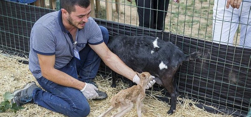Еленче суче от коза в истанбулски зоопарк