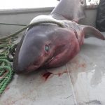 Петметрова акула шокира жителите на провинция Чанаккале