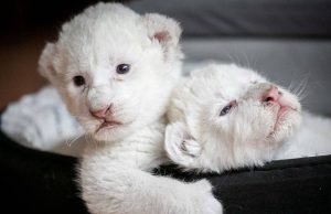 Две бели лъвчета се родиха във Франция