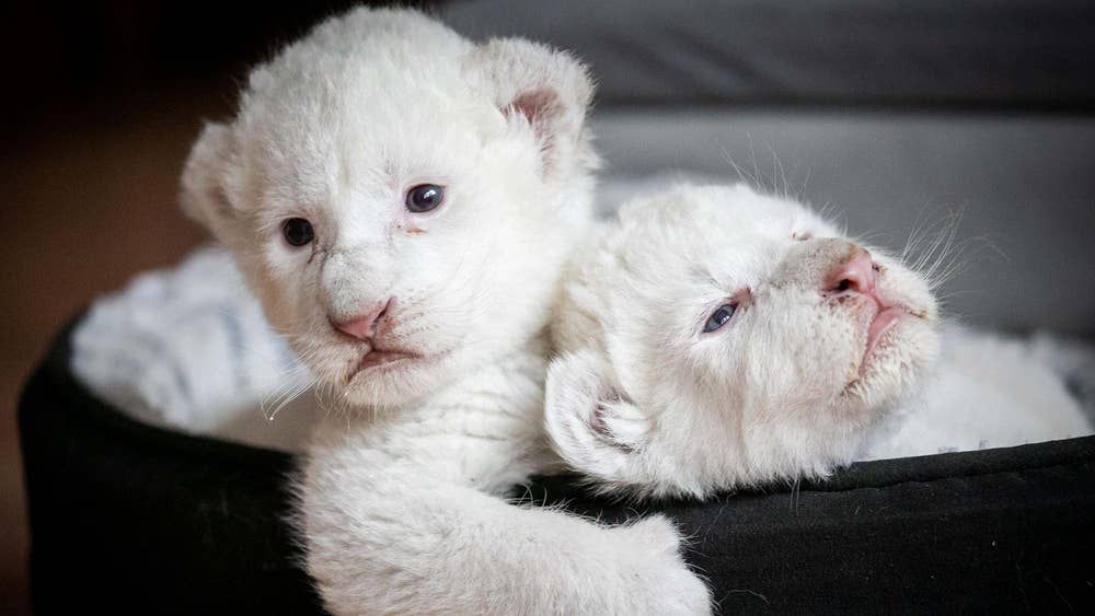 Две бели лъвчета се родиха във Франция