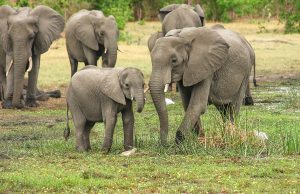 Датското правителство купува слонове – пенсионери