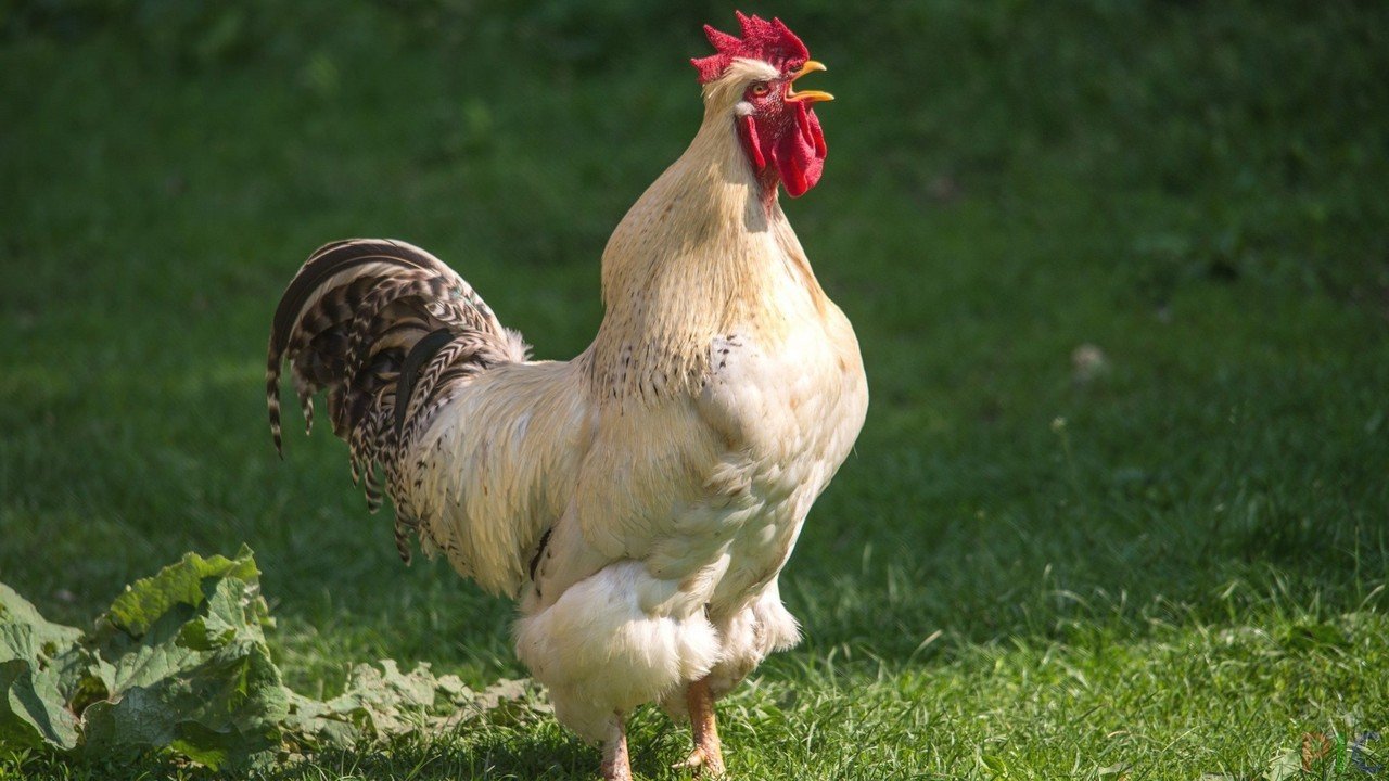 Петел уби жена, докато събирала яйца в курника