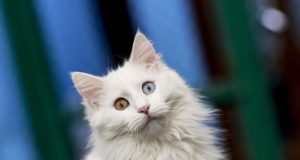 котка, Ван