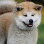 Акита куче