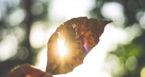 топло, слънце, есен, листо