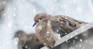 температурите, сняг, гълъби