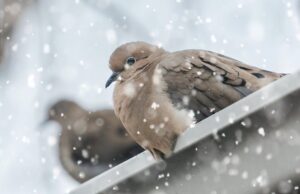 температурите, сняг, гълъби
