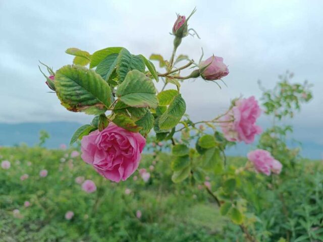 българска роза, розово масло