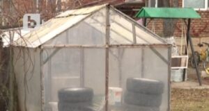 „Живея в стая с паяци и мишки“. Разследват скандален случай с малтретирано дете