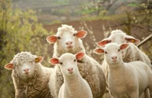 Европейската прокуратура е поискала административно наказание за български животновъд