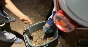 Инициаторите на почистването призовават посетителите да ги даряват за каузи
                                                                                                Деца от клуб за млади пещерняци в Дряново събират стотинки от пещерата "Бачо Киро", които вредят на обекта