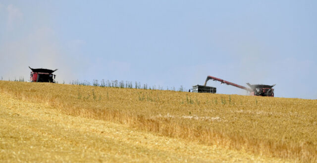 Пазарът на зърно остава спокоен, отчита Софийската стокова борса