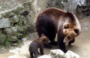 Приходите на Зоопарка в Айтос нарастват с всяка изминала година, макар и с малко, каза управителят Росица Златева