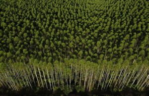 Австралия настоява ЕС да отложи регулирането на обезлесяването
