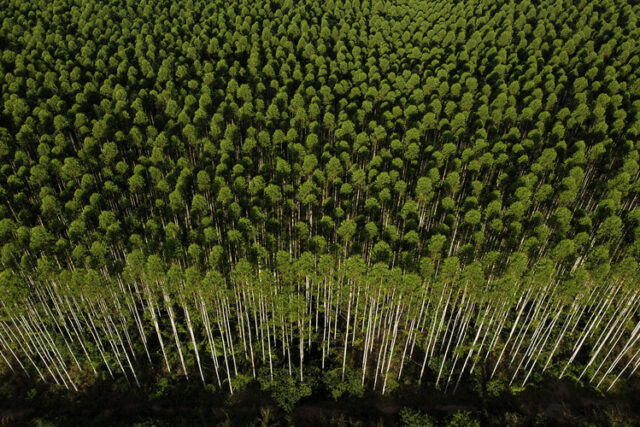 Австралия настоява ЕС да отложи регулирането на обезлесяването