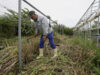Климатичните промени и по-малкият брой фермери поставят в опасност хранителната сигурност на Япония, установява доклад