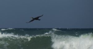 Министри и експерти ще проверят днес качеството на морската вода край Шкорпиловци