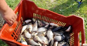 Световното производство на риба и аквакултури е достигнало нов рекорд през 2022 г., според доклад на ФАО