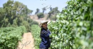 ТПС: В условията на война израелски стартъпи в хранително-вкусовата промишленост въвеждат иновации за глобална продоволствена сигурност