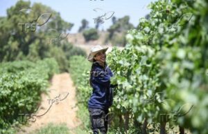 ТПС: В условията на война израелски стартъпи в хранително-вкусовата промишленост въвеждат иновации за глобална продоволствена сигурност