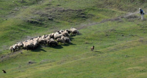 Държавен фонд "Земеделие" изплати близо 17 млн. лева на животновъдите по две екосхеми