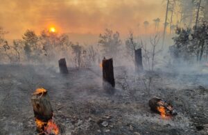 Доброволци се събират на пожара до село Каменар, за да не допуснат огънят да стигне до вилната зона