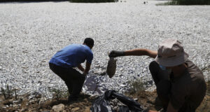 Естествена е причината за смъртта на стотици хиляди риби в залива на гръцкия град Волос, обясни експерт